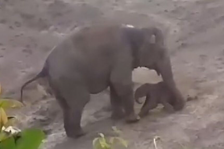 Elefante esmaga homem de 27 anos até à morte para proteger a cria 