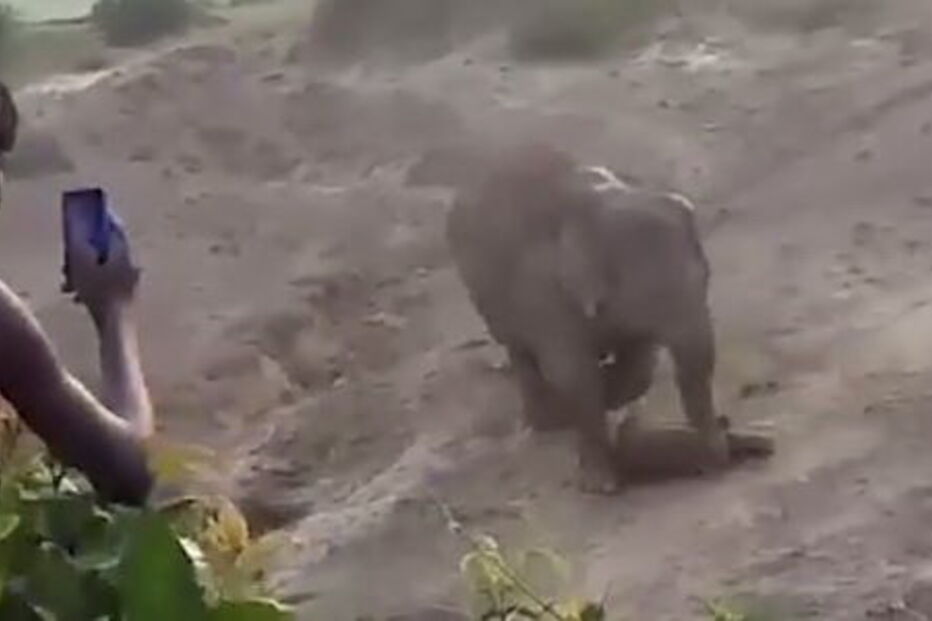 Elefante esmaga homem de 27 anos até à morte para proteger a cria 