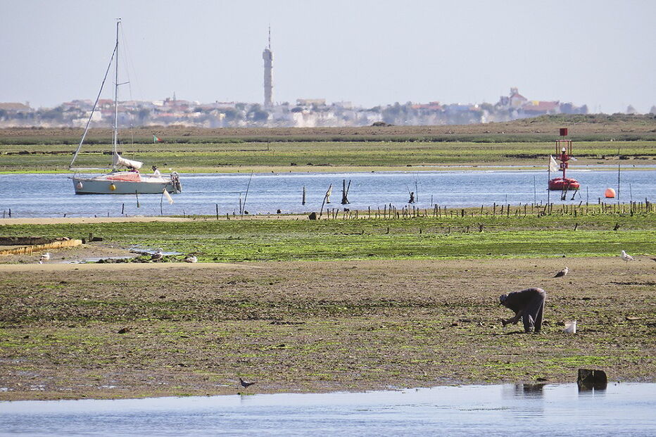 Ria Formosa já tem cerca de 400 hectares de explorações aquícolas   