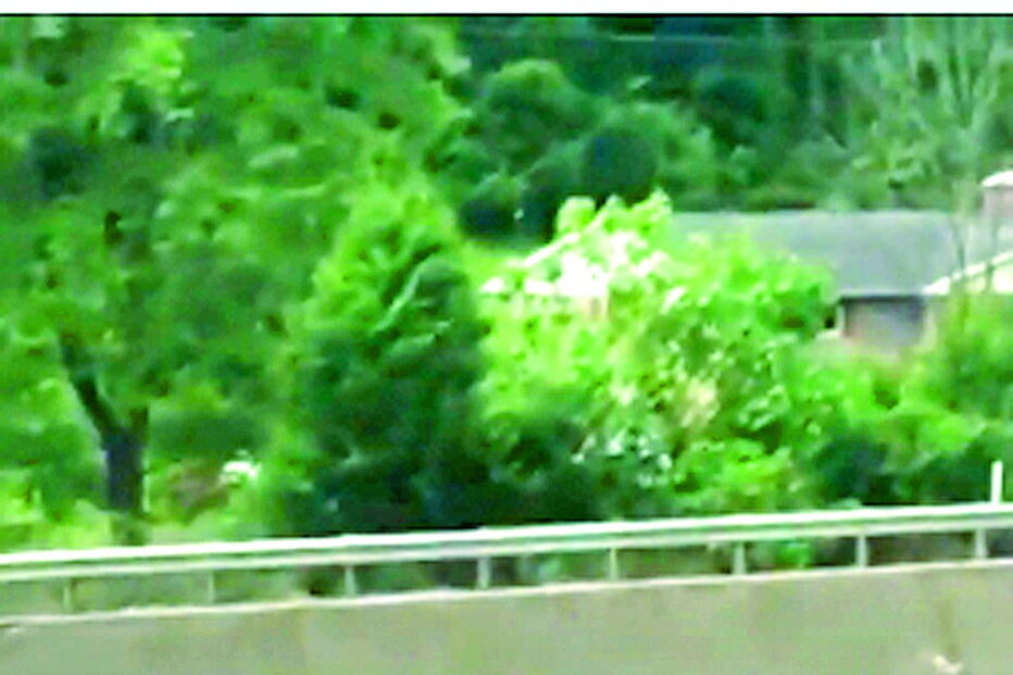 Porco semeia caos em autoestrada    