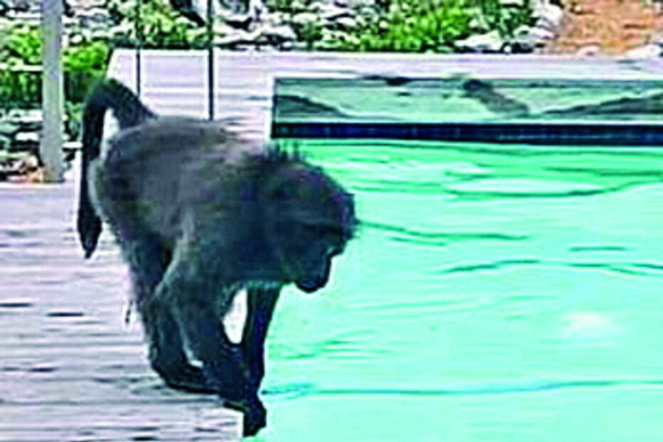 Macacos atrevidos divertem-se em piscina privada