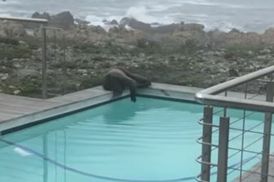 Macacos atrevidos divertem-se em piscina privada