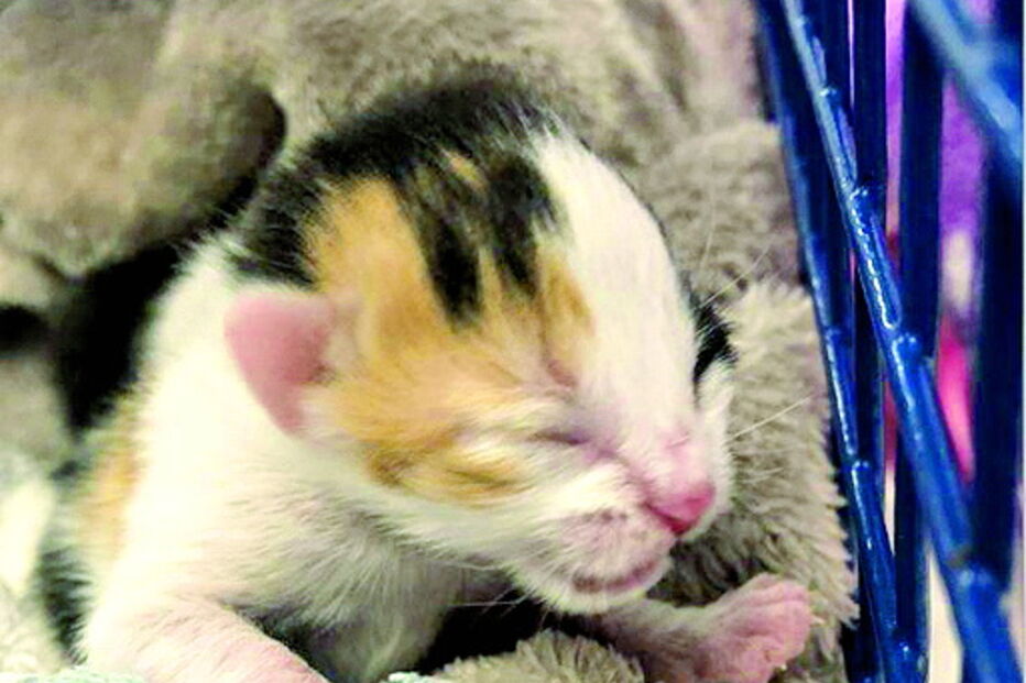 Bombeiros salvam cinco gatinhos bebés