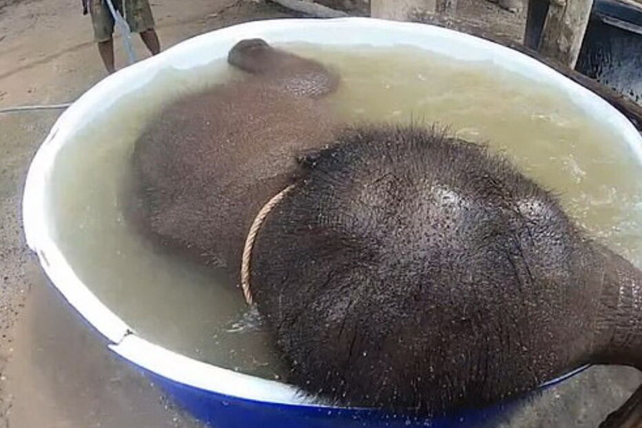 Elefante bebé deliciado ao tomar o primeiro banho