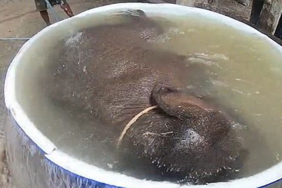 Elefante bebé deliciado ao tomar o primeiro banho