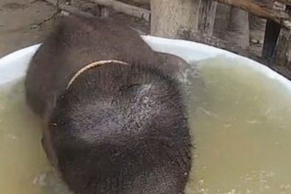 Elefante bebé deliciado ao tomar o primeiro banho