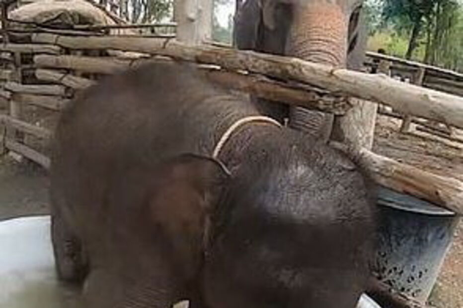 Elefante bebé deliciado ao tomar o primeiro banho