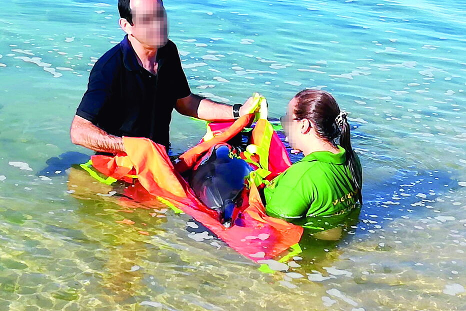 Golfinhos entraram na ria Formosa com a maré cheia mas depois não conseguiram sair e tiveram de ser auxiliados