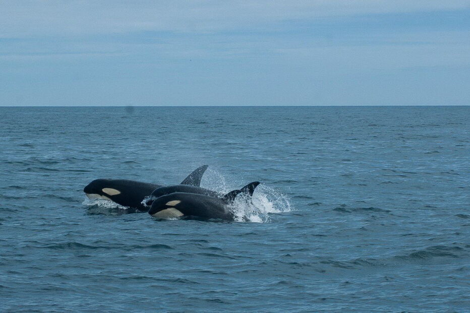 Orcas avistadas ao largo da Vila do Bispo, no Algarve