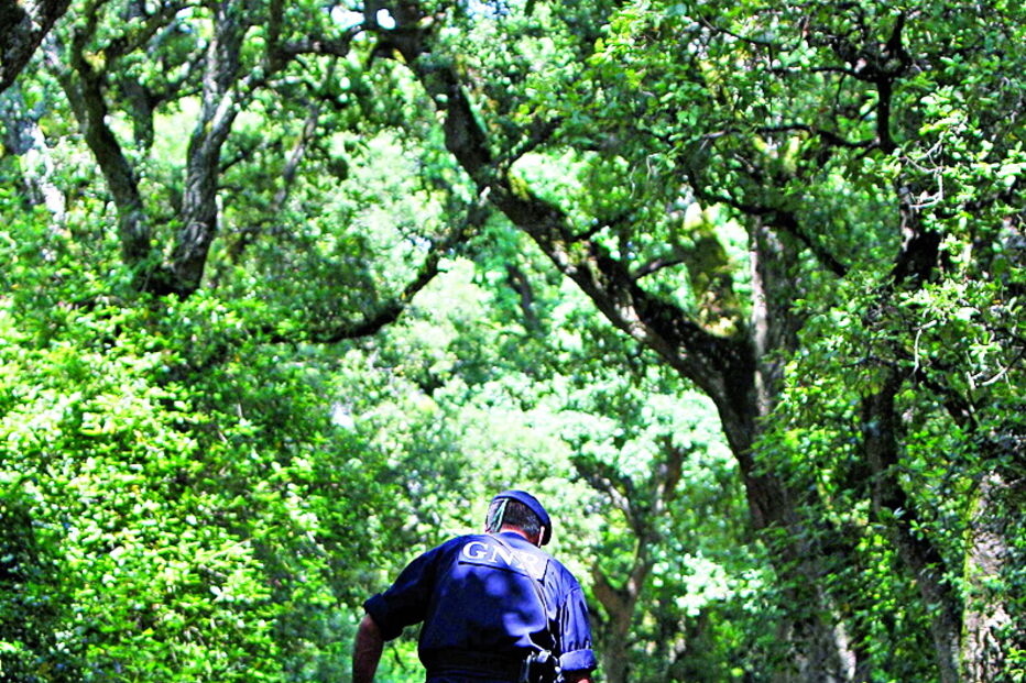 Cães pisteiros da GNR