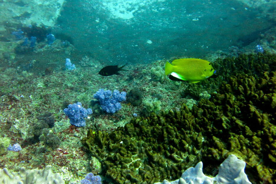 Pesca comercial ameaça 