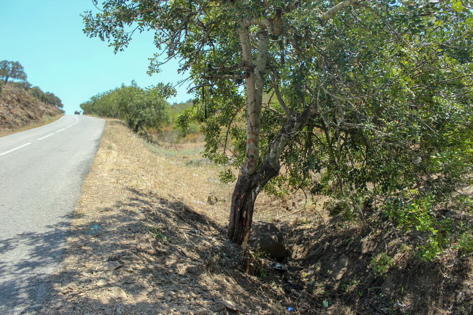 Homem morre em despiste em Castro Marim