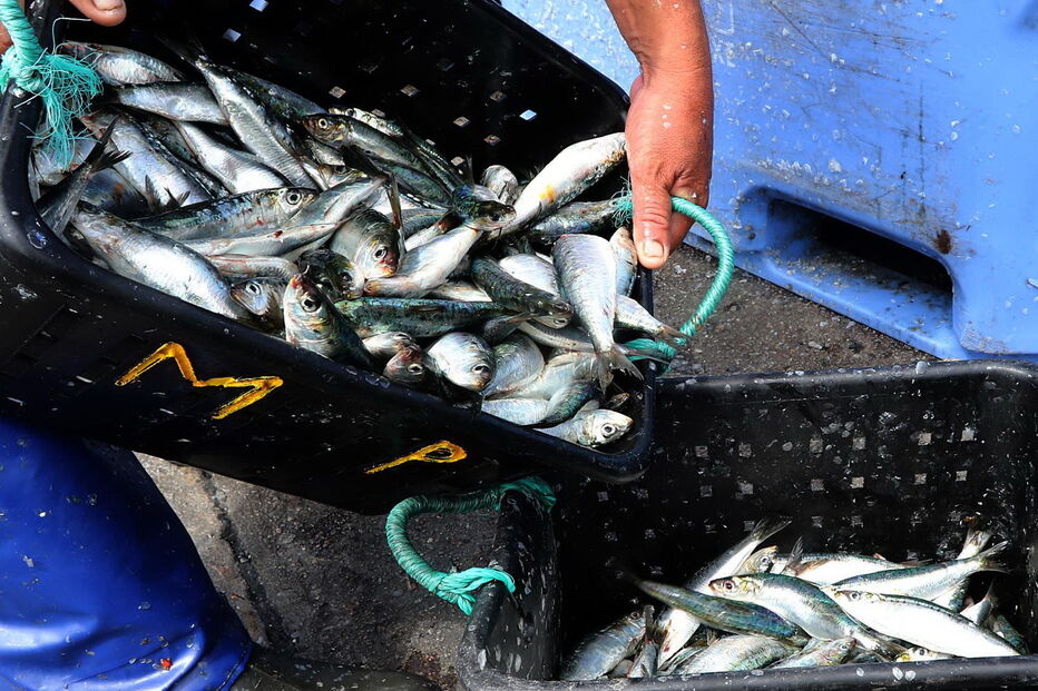 Pesca de sardinha