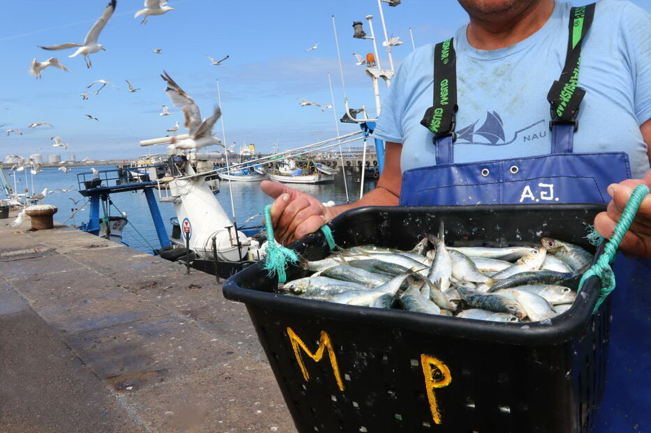 Pesca de sardinha