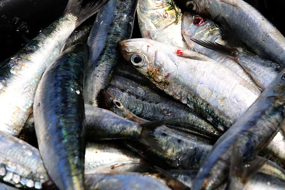 Pesca de sardinha