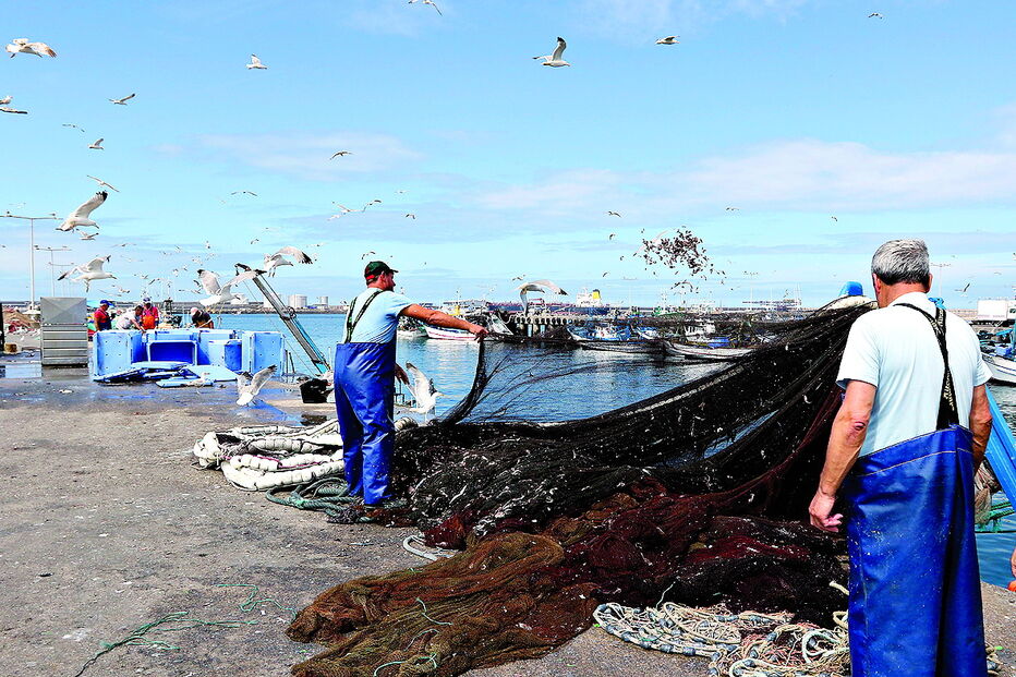 Mestres e armadores garantem que a quantidade de sardinha no mar está a aumentar e reclamam uma maior quota  