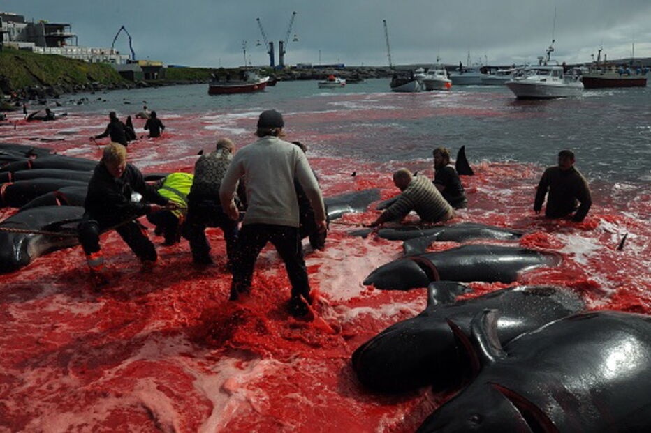 O ritual sangrento que mata centenas de baleias nas Ilhas Faroe