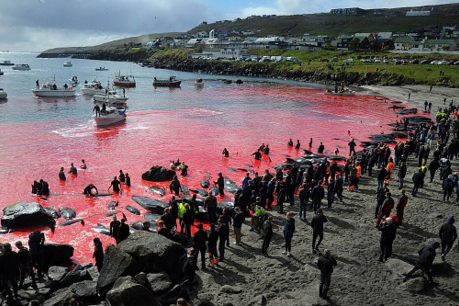 O ritual sangrento que mata centenas de baleias nas Ilhas Faroe