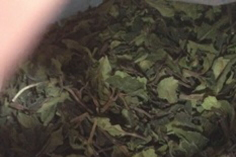 PJ apreende 255 quilos do alucinogénio 