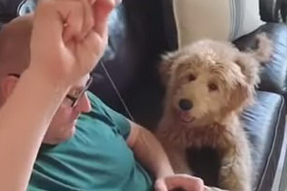 Cão espera ansioso pelo melhor amigo 'submetido a uma cirurgia'