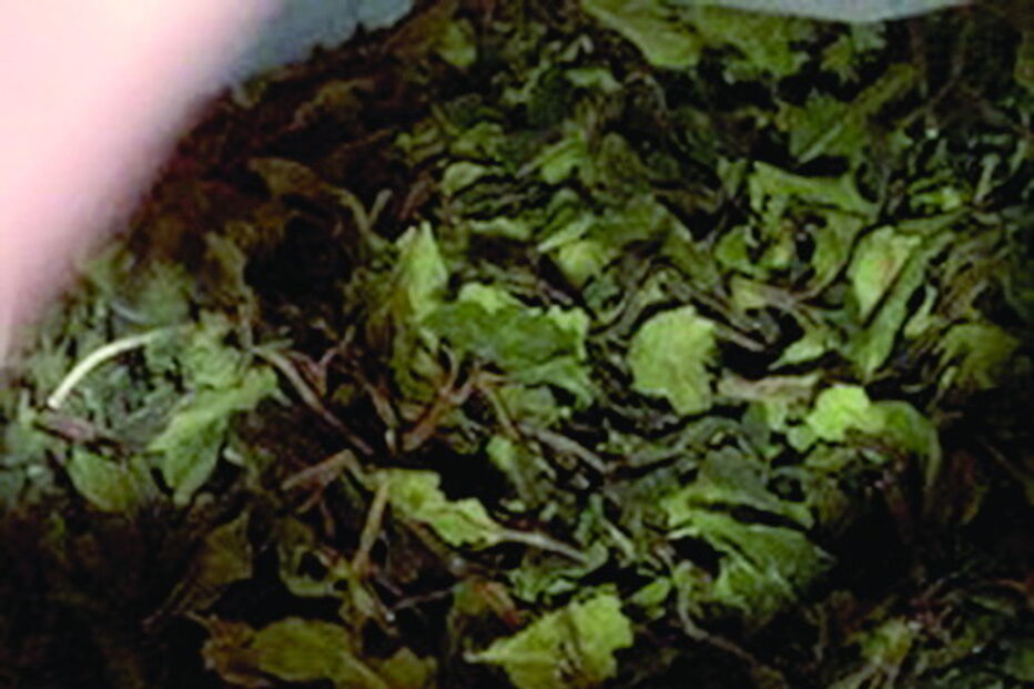 PJ apanha droga Khat em sacos de chá verde
