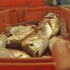 Quota de pesca subiu 37% nos primeiros três meses do ano 2019