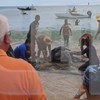Tartaruga de 300 kg resgatada da Meia Praia em Lagos