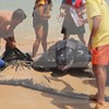Tartaruga de 300 quilos resgatada da Meia Praia em Lagos