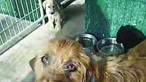 Veterinário abate cadela e cinco crias e gera revolta nas redes sociais