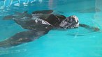 Tartaruga resgatada continua estável e a receber tratamento no Zoomarine 