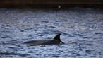 Mais de 170 golfinhos mortos após 'maré vermelha' de algas na Florida 