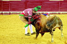 Touros da ganadaria Varela Crujo vão ser lidados na praça do Campo Pequeno, Lisboa 