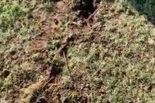 Raio racha árvore durante o US Open de golfe feminino nos Estados Unidos