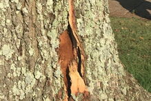 Raio racha árvore durante o US Open de golfe feminino nos Estados Unidos