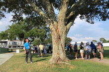 Raio racha árvore durante o US Open de golfe feminino nos Estados Unidos