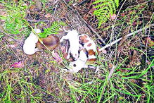 Animais estavam no meio do mato