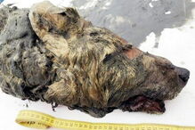 Cabeça de lobo gigante de 40 mil anos encontrado na Sibéria