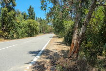 Eucalipto no qual embateu violentamente o carro, na EN124, junto à localidade de Feiteira, ficou parcialmente levantado   