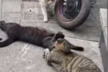 Triângulo amoroso corre mal para o felino. 