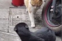 Triângulo amoroso corre mal para o felino. 