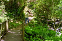 Vítima passeava na zona da Pedra da Ferida, no Espinhal, entre a vegetação e o riacho, quando foi mordida pela víbora