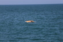 Baleia encontrada morta na praia de Espinho