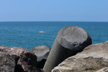 Baleia encontrada morta na praia de Espinho