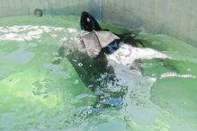 Tartaruga resgatada na Meia Praia, em Lagos