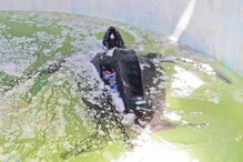 Tartaruga resgatada na Meia Praia, em Lagos