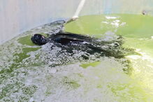 Tartaruga resgatada na Meia Praia, em Lagos