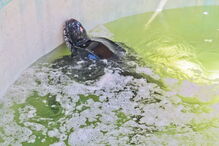 Tartaruga resgatada na Meia Praia, em Lagos