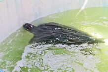 Tartaruga resgatada na Meia Praia, em Lagos