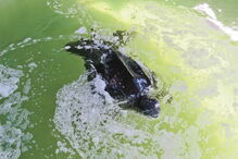 Tartaruga resgatada na Meia Praia, em Lagos