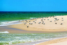 Ilha Deserta
